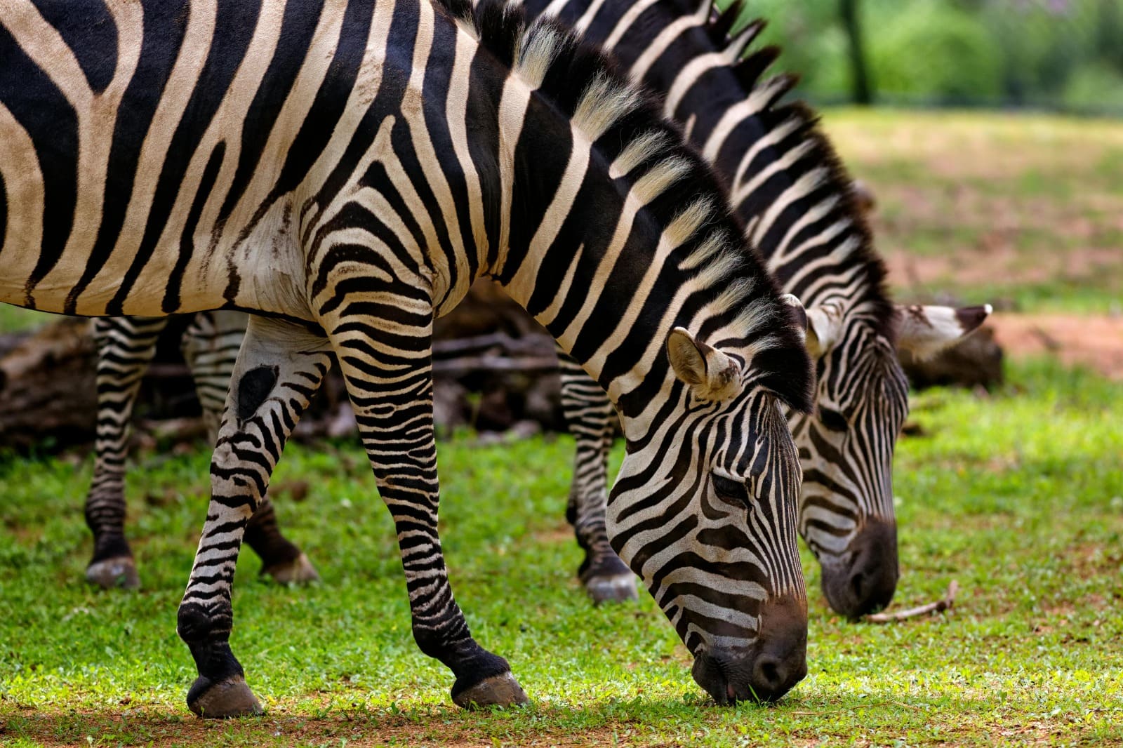 Zebra Migration - Witness the spectacular wildlife migration across the plains - BeKenya Safari Adventure
